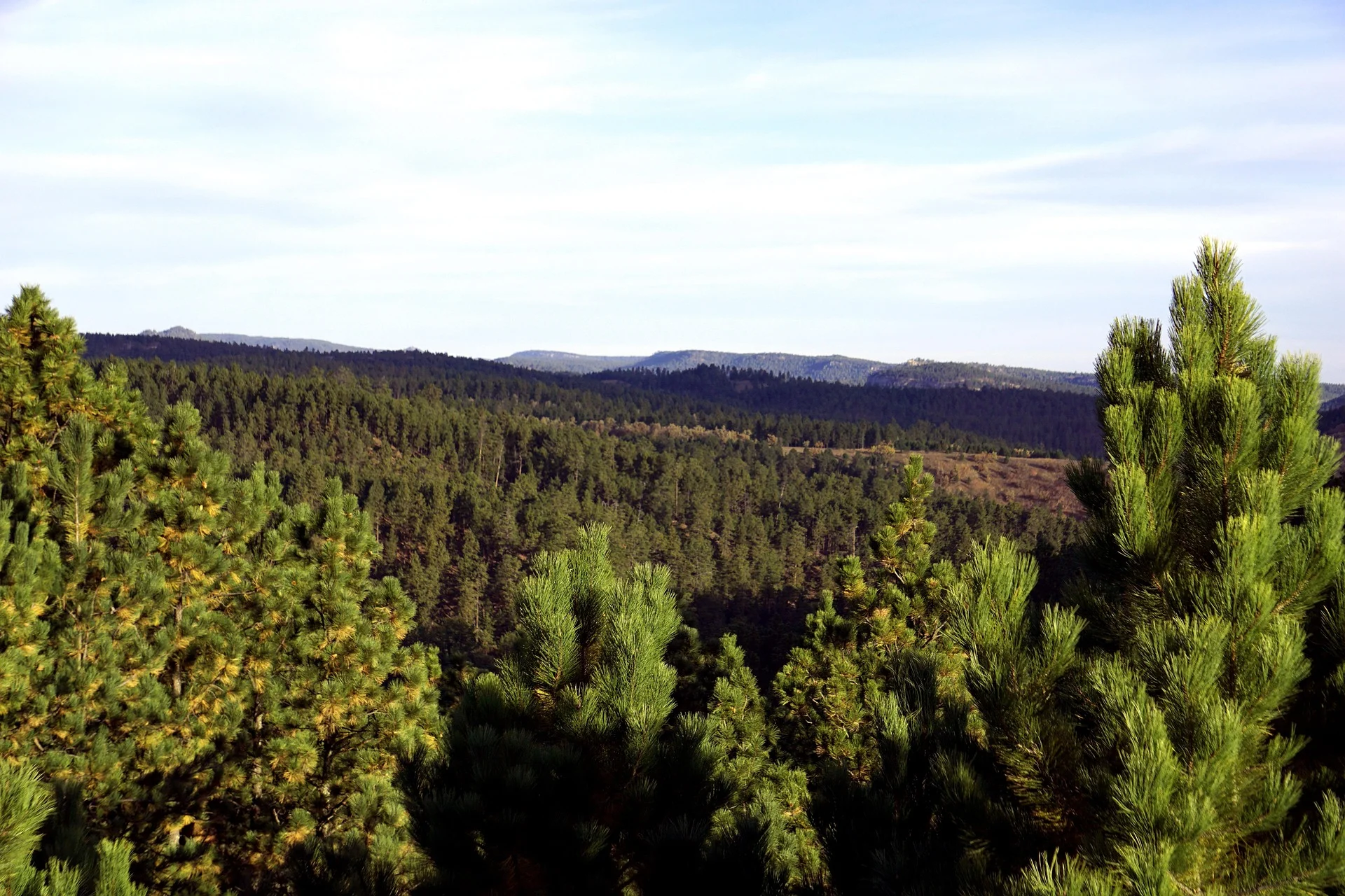 Black Hills National Forest