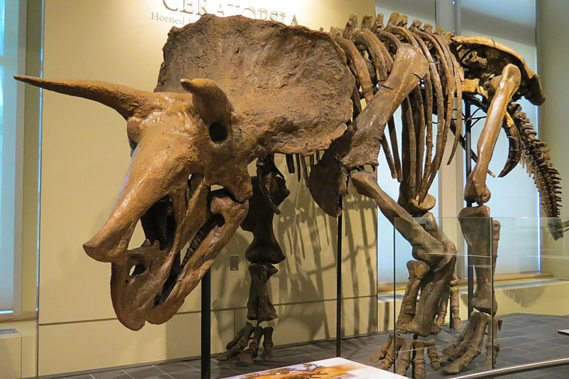 Canadian Museum of Nature